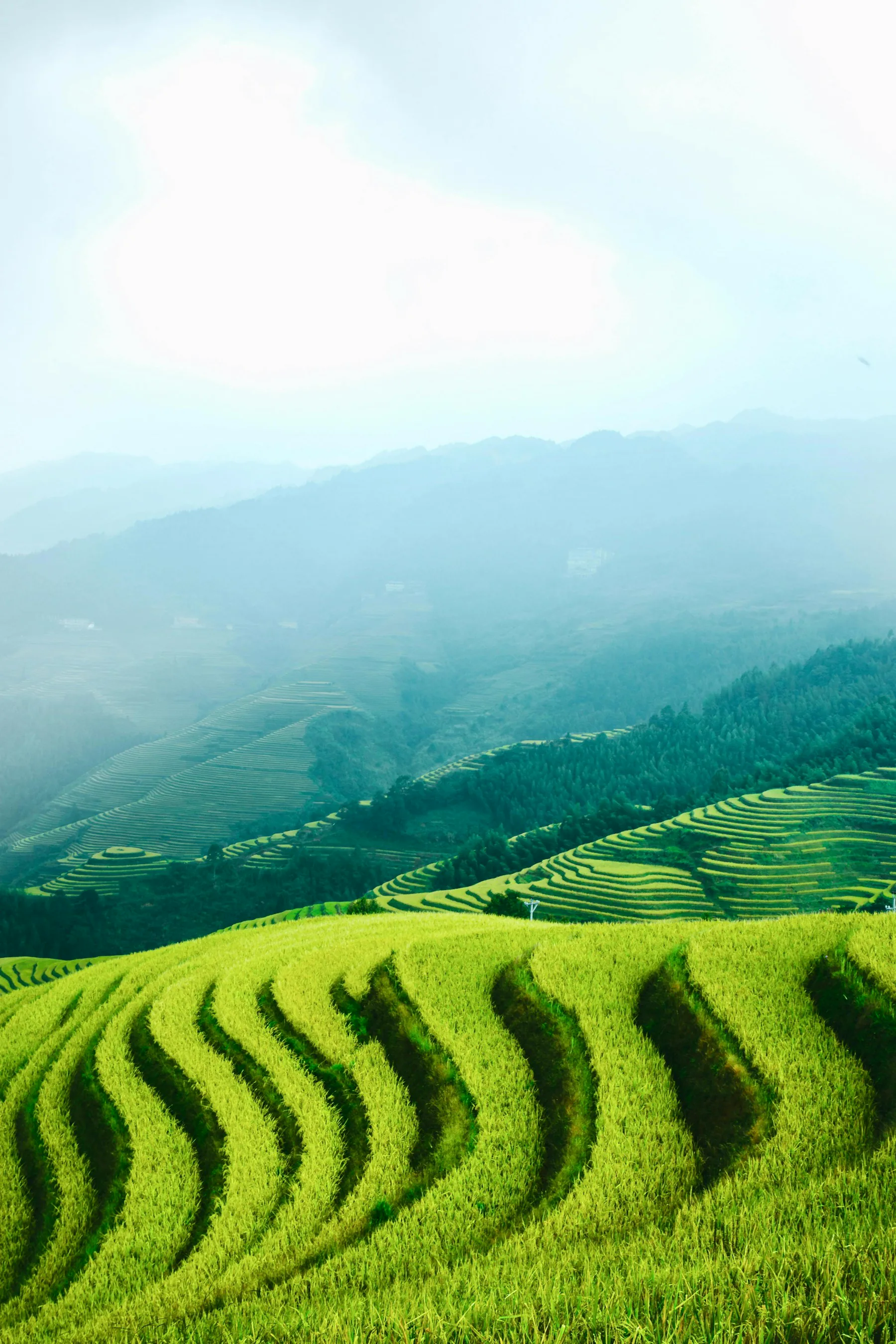 Green rice terraces descending through the mountains at Longji near Guilin