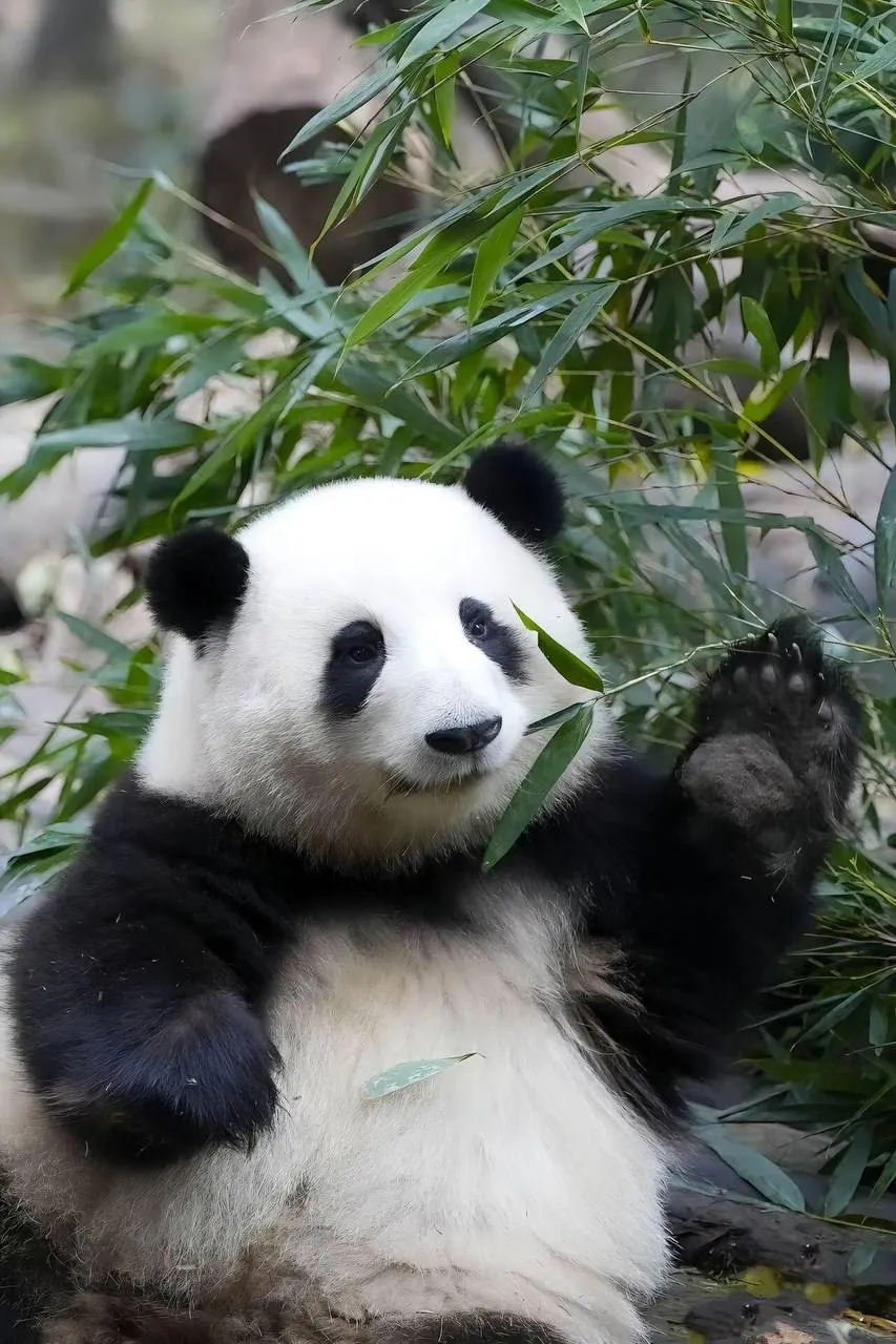 Chengdu
